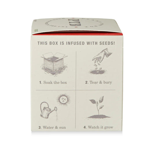 Red Poppy Plant the Box Candle