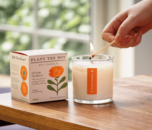 Catalan Calendula Plant The Box Candle
