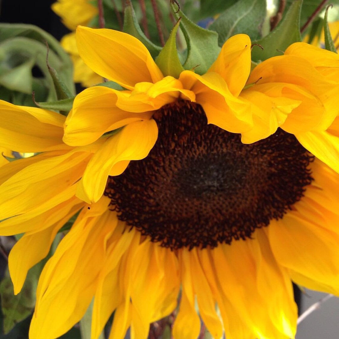 Garden in a Bag - Mini Sunflower