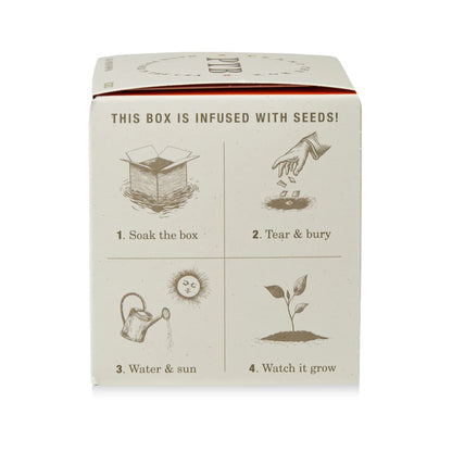 Half Moon Pumpkin Plant the Box Candle
