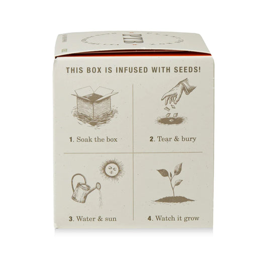 Half Moon Pumpkin Plant the Box Candle