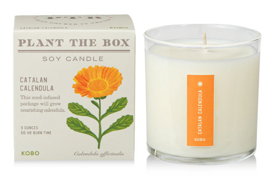 Catalan Calendula Plant The Box Candle
