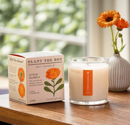 Catalan Calendula Plant The Box Candle