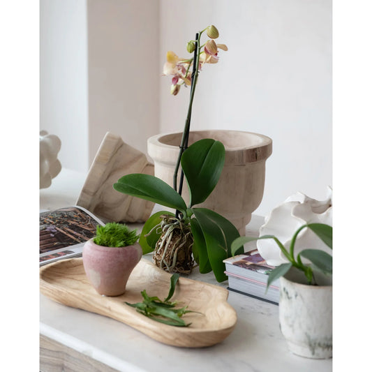 Paulownia Wood Planter Set of 2