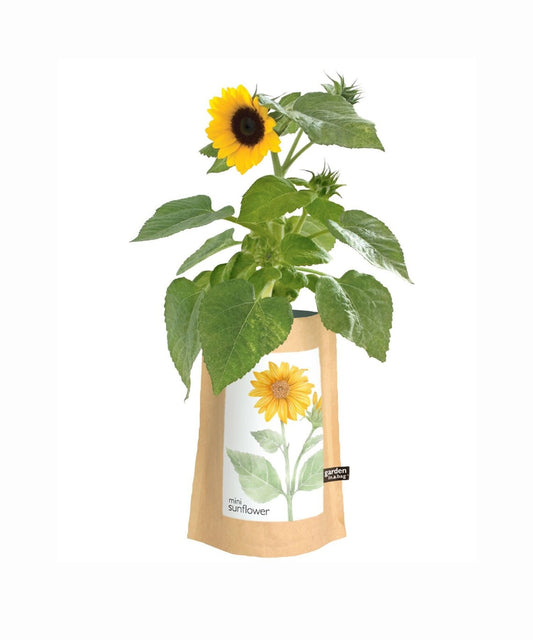 Garden in a Bag - Mini Sunflower